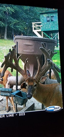 3 deer feed on grain with large buck