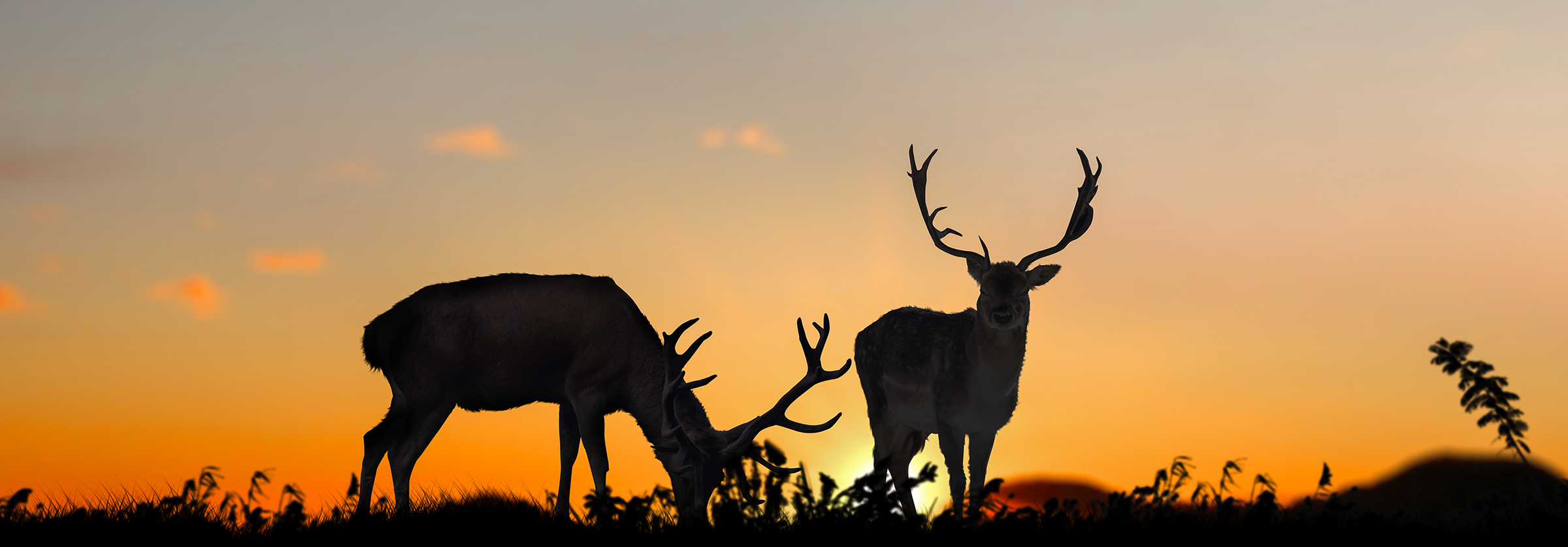 Silhouette of a hunter aiming at a White tail buck against an evening sunset.